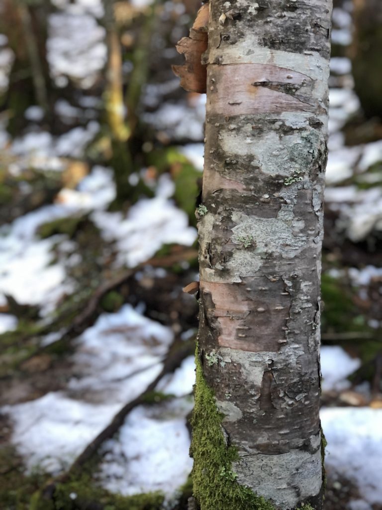 A birch tree seen while hiking Old Speck in Grafton Notch State Park, Maine