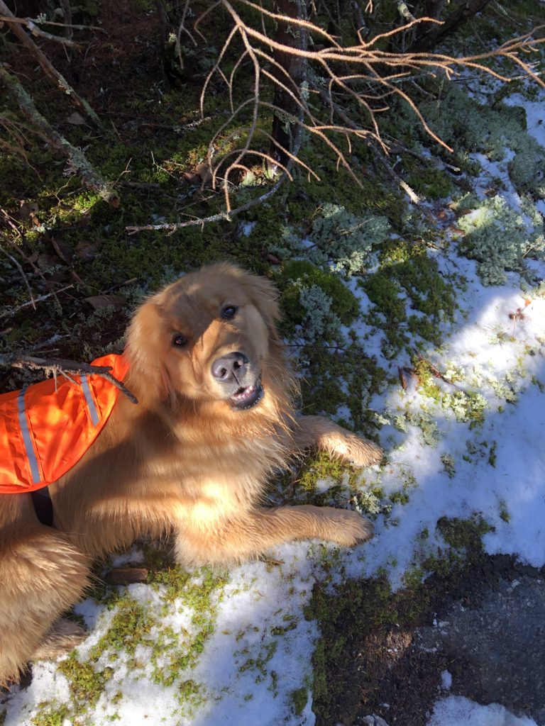 A dog on the trail, seen while hiking Old Speck in Grafton Notch State Park, Maine