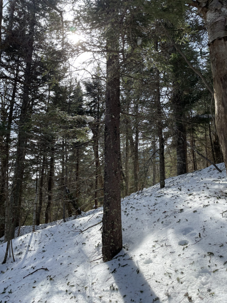 Sun through the trees, seen while hiking North and Middle Tripyramid Mts. in the White Mountains, New Hampshire