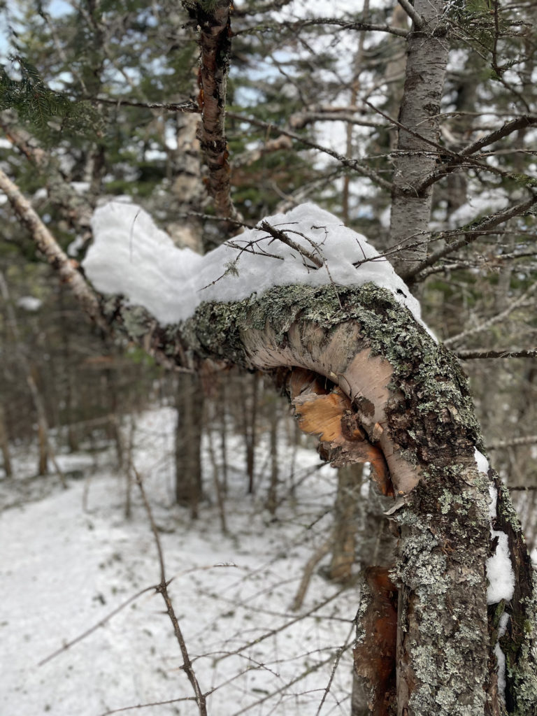 Snow on a bent tree trunk, seen while hiking North and Middle Tripyramid Mts. in the White Mountains, New Hampshire
