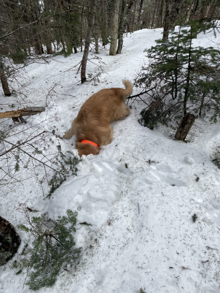 A dog with her face in the snow, seen while hiking North and Middle Tripyramid Mts. in the White Mountains, New Hampshire