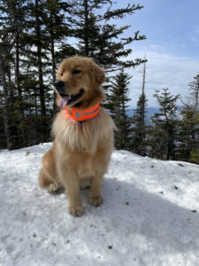 A dog sitting at the summit, seen while hiking North and Middle Tripyramid Mts. in the White Mountains, New Hampshire