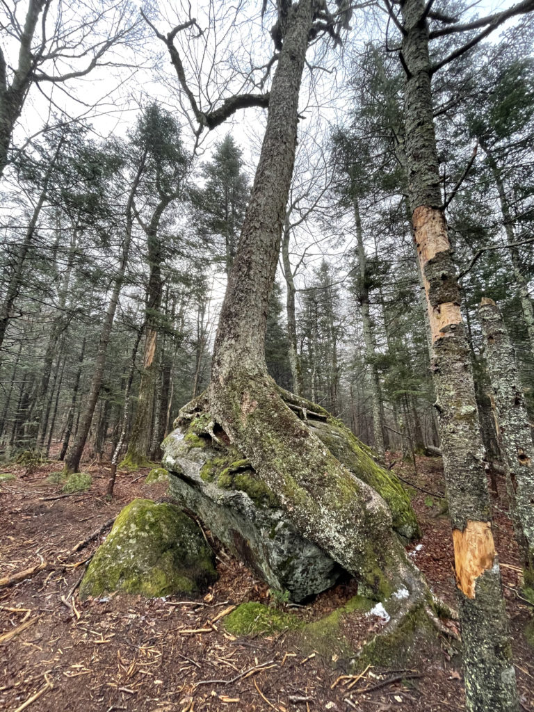 A tree growing over a rock seen while hiking Wildcat Mtn in the White Mountains, New Hampshire