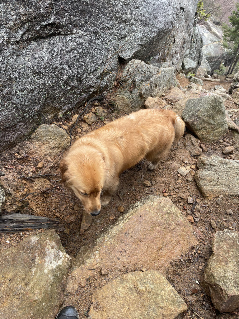 A dog seen while hiking Wildcat Mtn in the White Mountains, New Hampshire