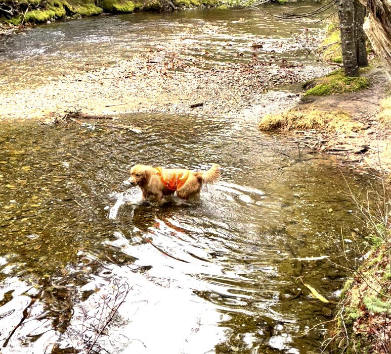 A dog in the river, Wildcat Mountain, White Mountains, New Hampshire