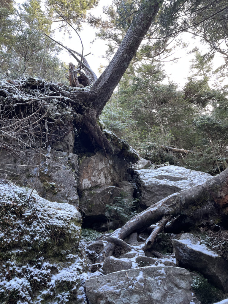 A tree growing over a rock, seen while hiking Wildcat Mountain ridge, White Mountains, New Hampshire