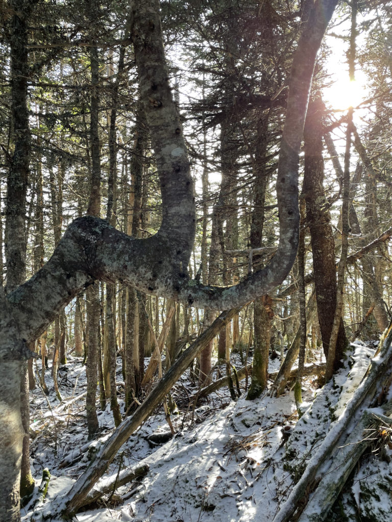 Sun through the trees, seen while hiking Wildcat Mountain ridge, White Mountains, New Hampshire