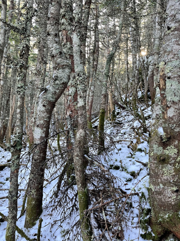 Lichen-covered trees, seen while hiking Wildcat Mountain ridge, White Mountains, New Hampshire