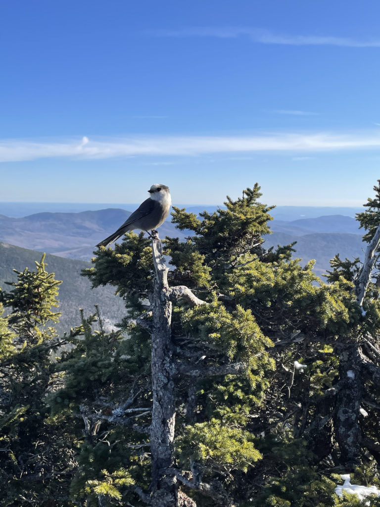 A Canadian Jay seen while hiking Wildcat Mountain ridge, White Mountains, New Hampshire