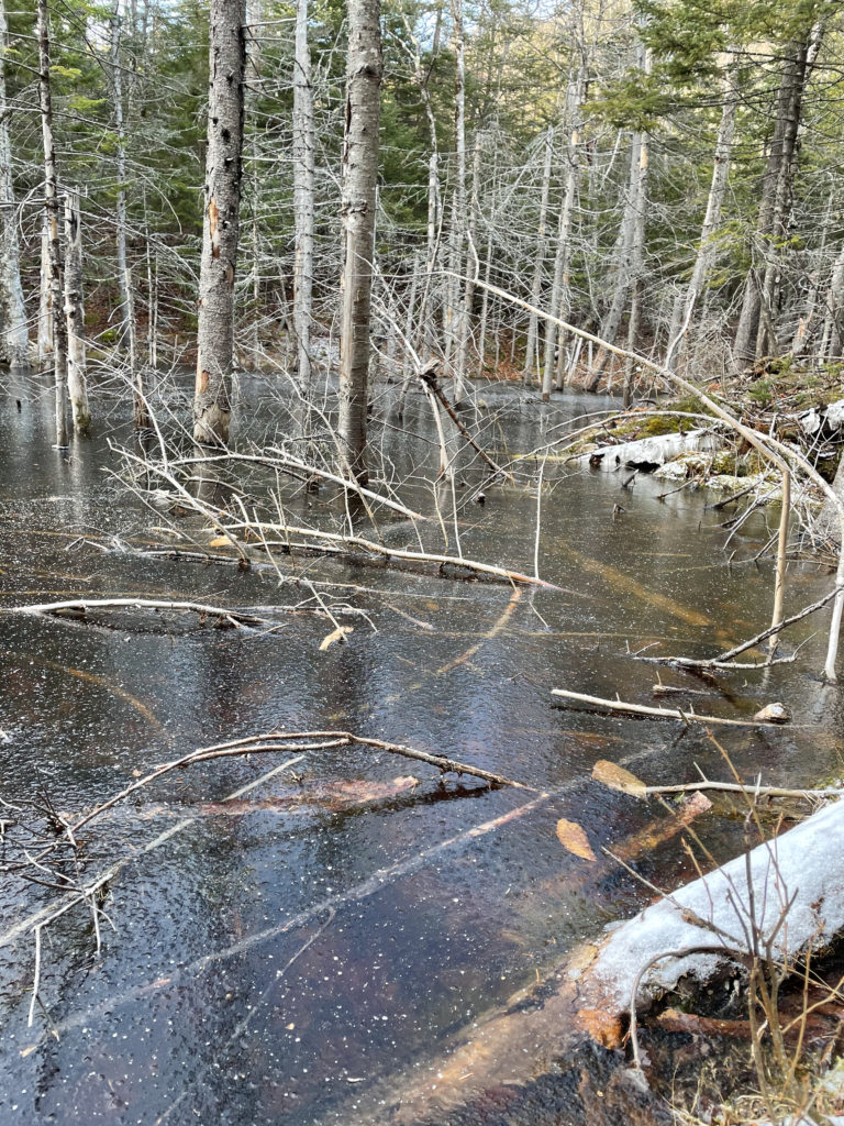 A frozen bog, seen while hiking Wildcat Mountain ridge, White Mountains, New Hampshire