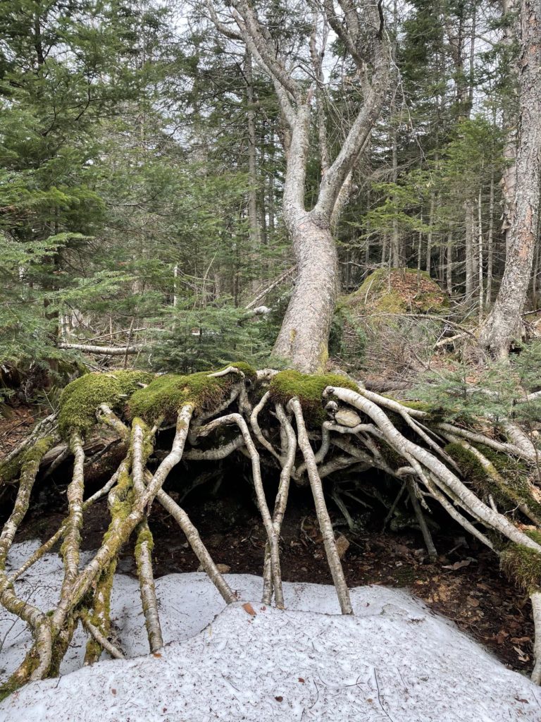 Tree roots seen while hiking Cannon Mountain in the White Mountain National Forest in New Hampshire