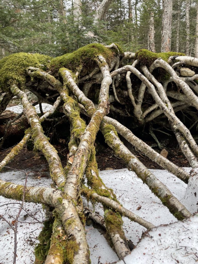Tree roots seen while hiking Cannon Mountain in the White Mountain National Forest in New Hampshire