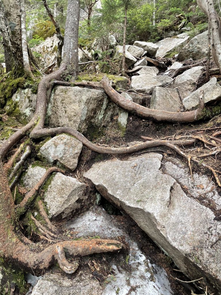 Tree roots across the trail, seen while hiking Cannon Mountain in the White Mountain National Forest in New Hampshire