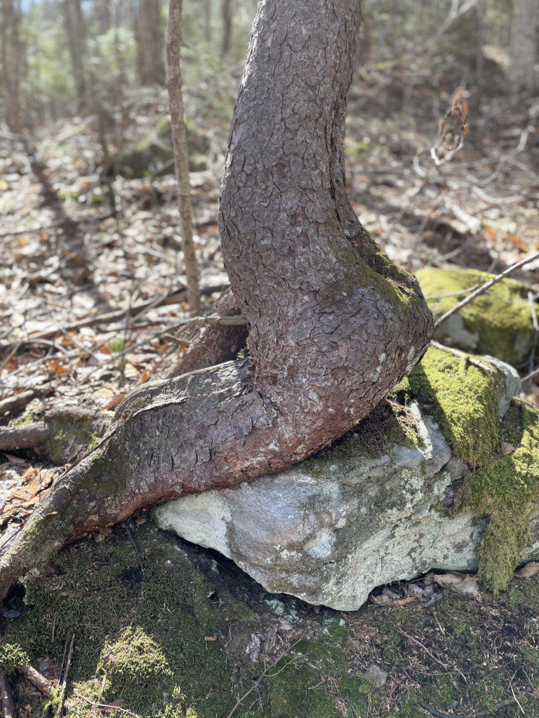 A tree sitting on a rock, seen while hiking Mt. Moosilauke in the White Mountains, NH