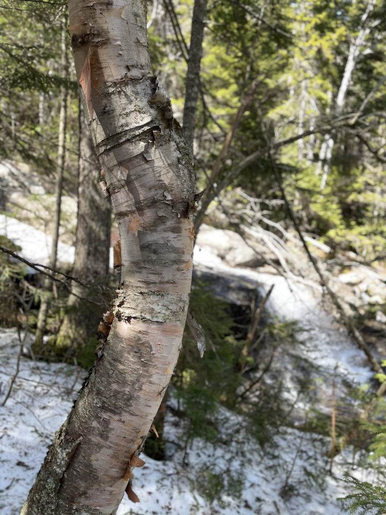 A birch tree, seen while hiking Mt. Moosilauke in the White Mountains, NH