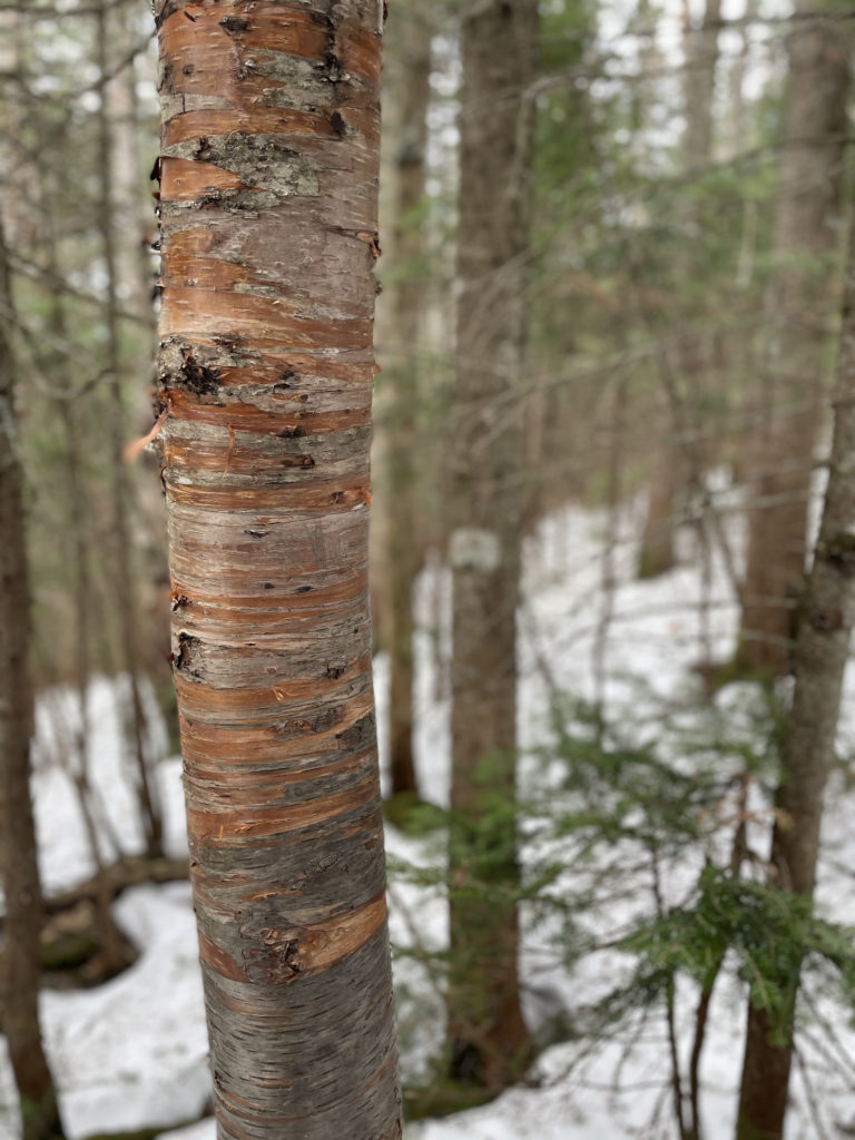 A birch tree, seen while hiking Mt. Moosilauke in the White Mountains, NH