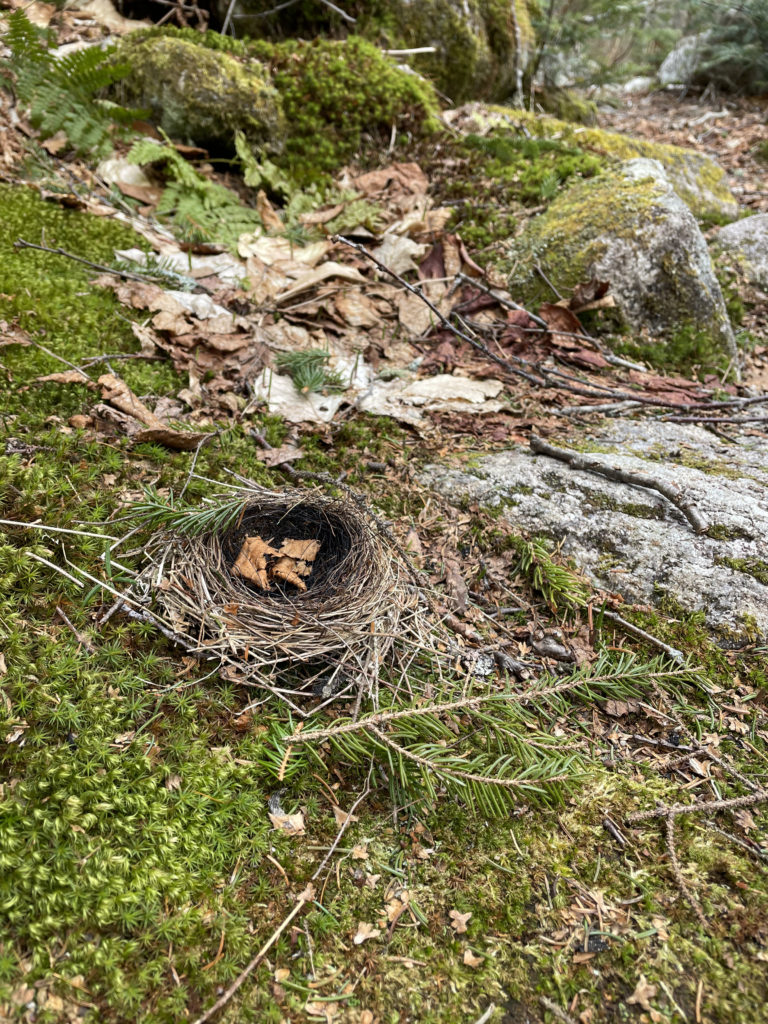 A fallen bird's nest on the trail, seen while hiking and backpacking the Grafton Notch Loop Trail in the White Mountains, Maine