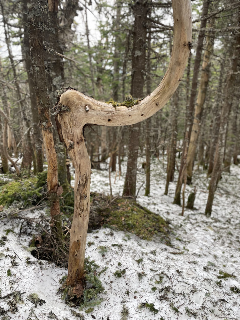 An elephant tree, seen while hiking and backpacking the Grafton Notch Loop Trail in the White Mountains, Maine