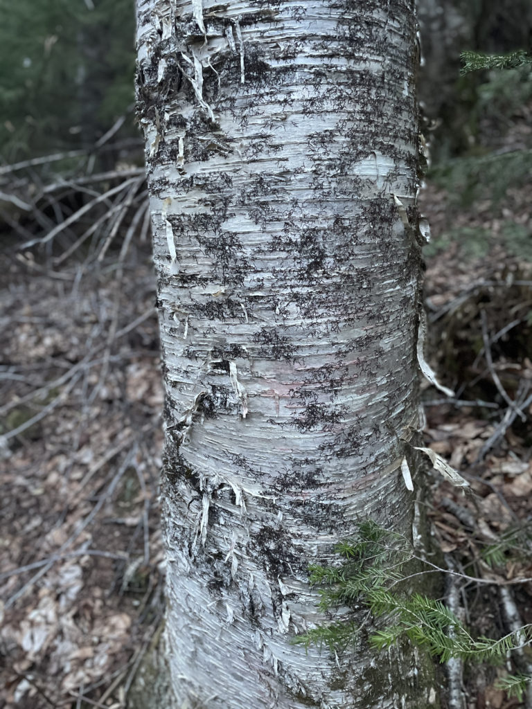 Black and white birch, seen while hiking and backpacking the Grafton Notch Loop Trail in the White Mountains, Maine