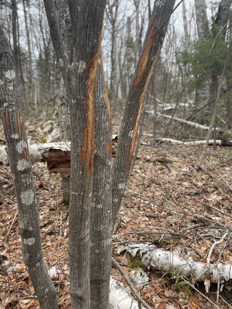 Trees scratched by deer antlers, seen while hiking and backpacking the Grafton Notch Loop Trail in the White Mountains, Maine