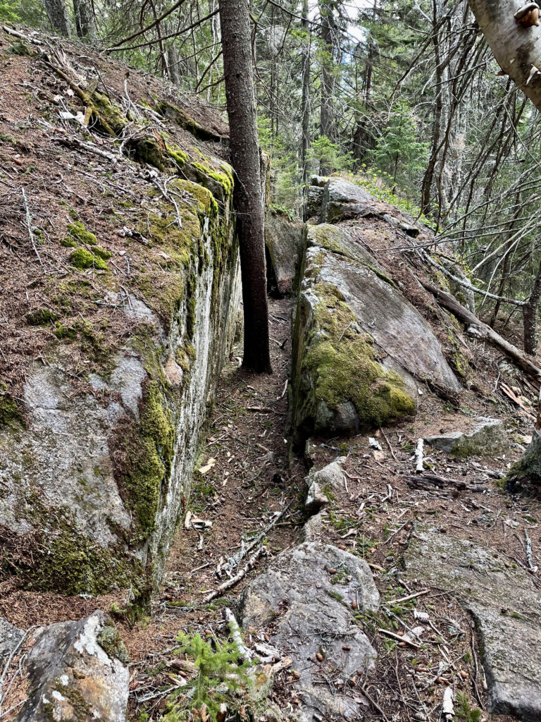 A tree growing in a split boulder, seen while hiking and backpacking the Grafton Notch Loop Trail in the White Mountains, Maine