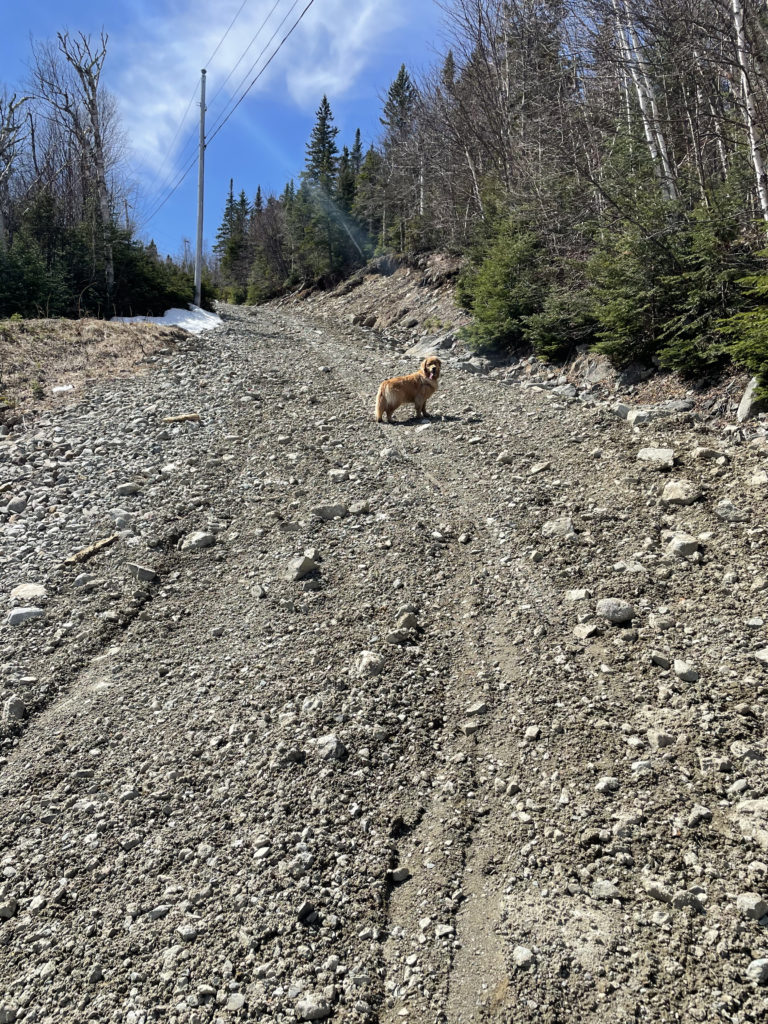 A dog on the machinery access road, seen while hiking Sugarloaf and Spaulding Mountains in Western Maine