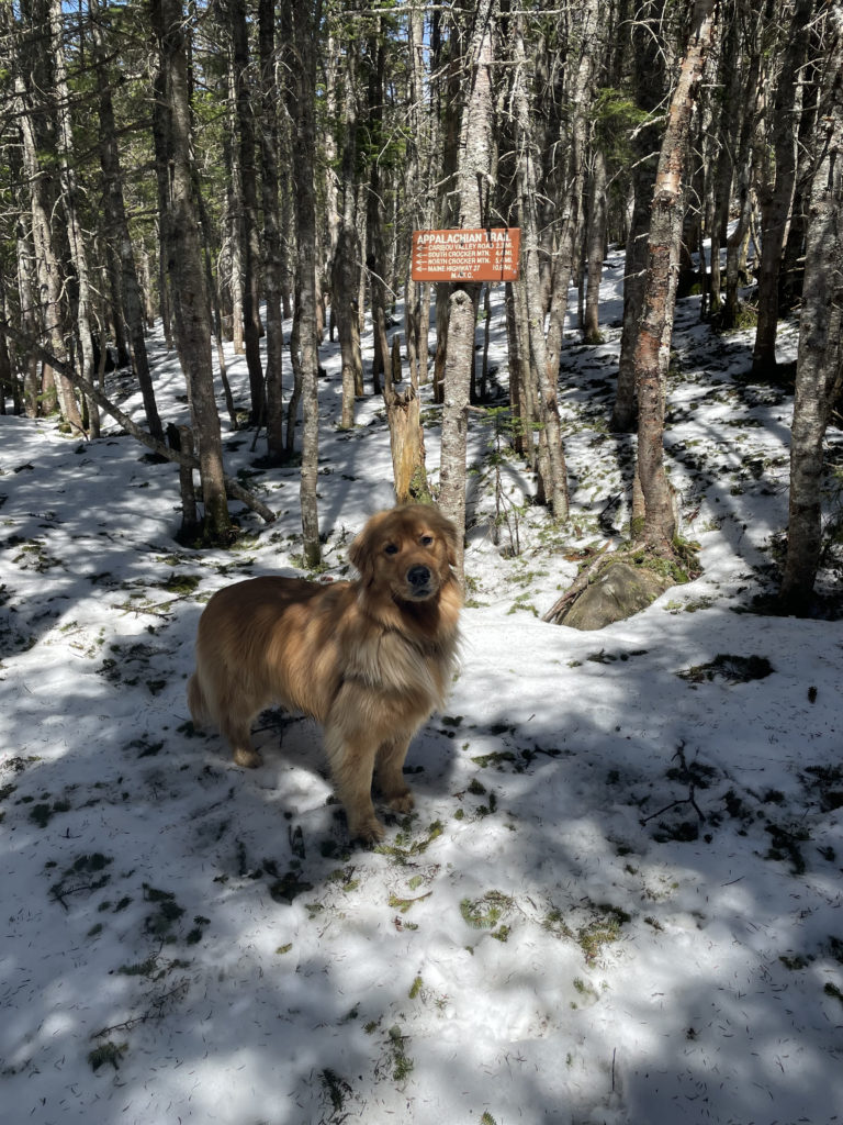 Luna and the Appalachian Trail sign, seen while hiking Sugarloaf and Spaulding Mountains in Western Maine