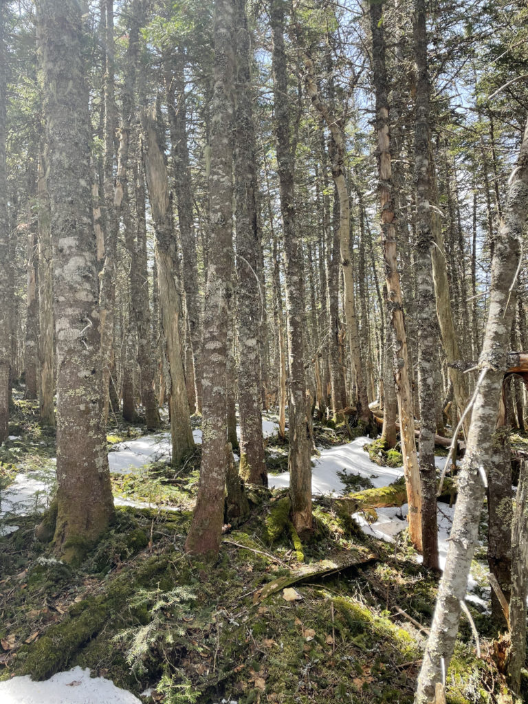 Dense woods, seen while hiking Sugarloaf and Spaulding Mountains in Western Maine