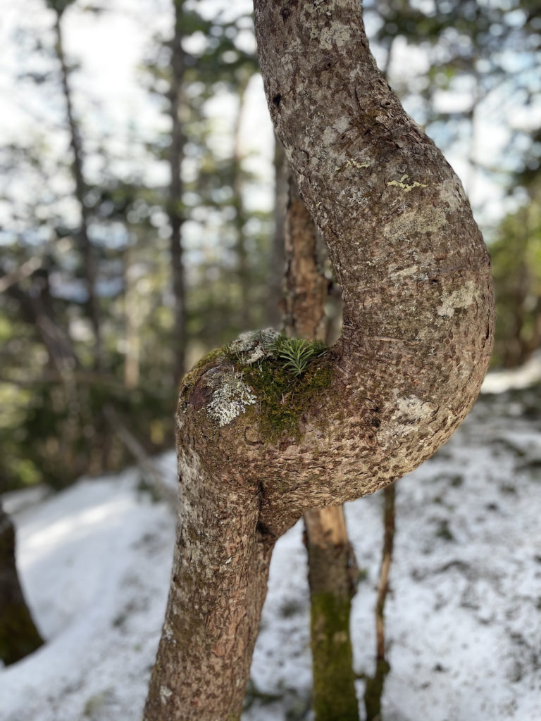 An elephant tree, seen while hiking Sugarloaf and Spaulding Mountains in Western Maine