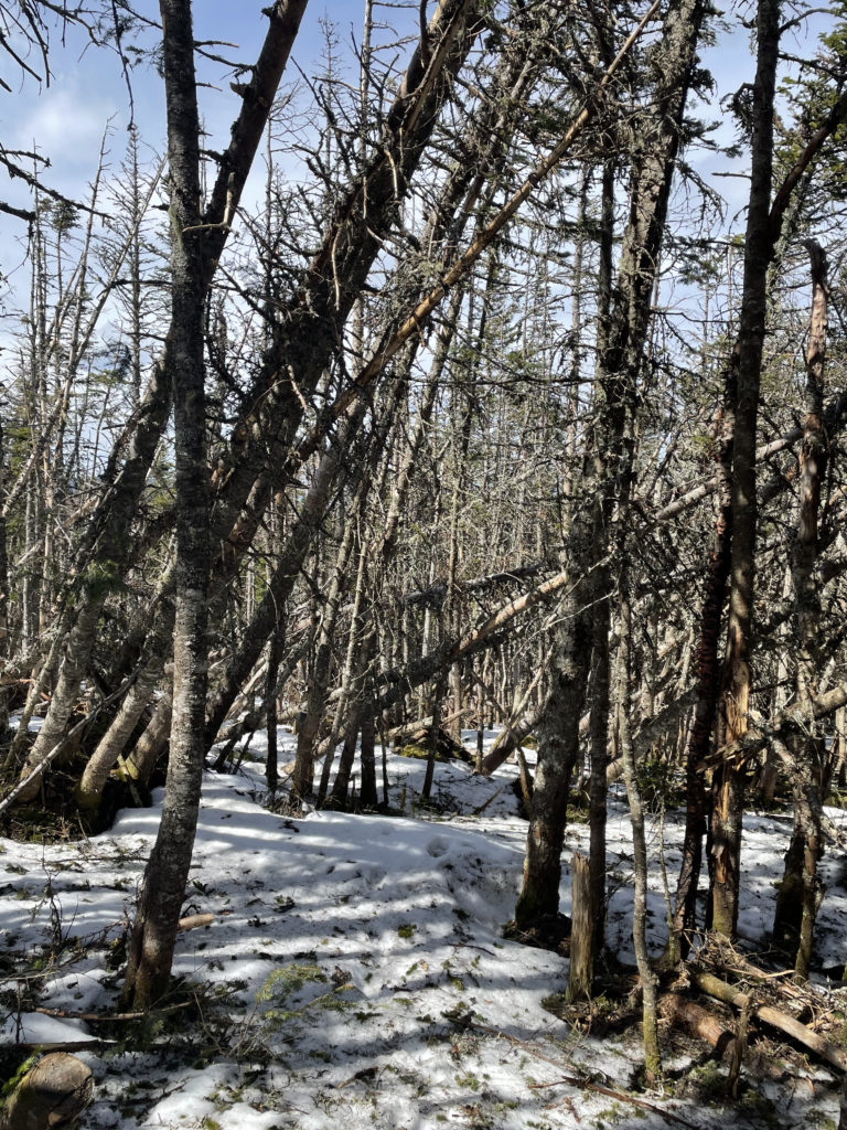 Dead trees in the woods, seen while hiking Sugarloaf and Spaulding Mountains in Western Maine