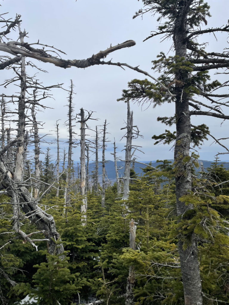 Dead tree tops and a view, seen while hiking Sugarloaf and Spaulding Mountains in Western Maine