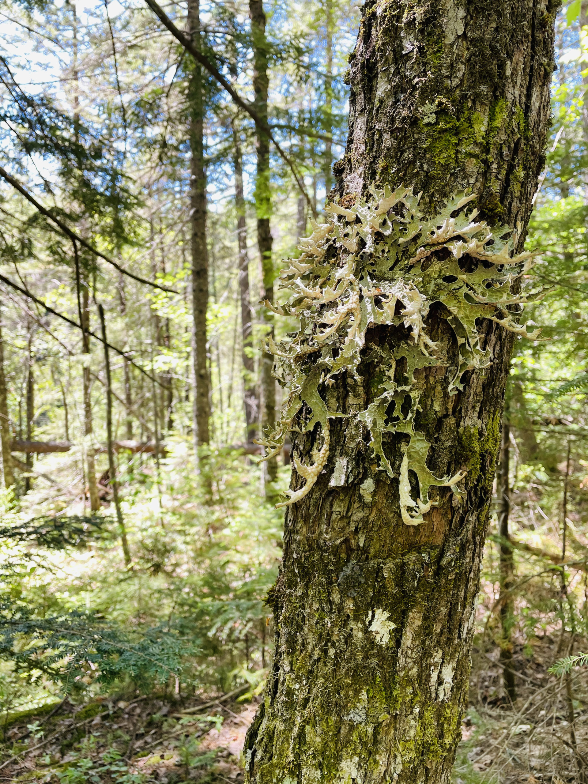 Tree lichen on the trail near Gulf Hagas in the North Maine Woods
