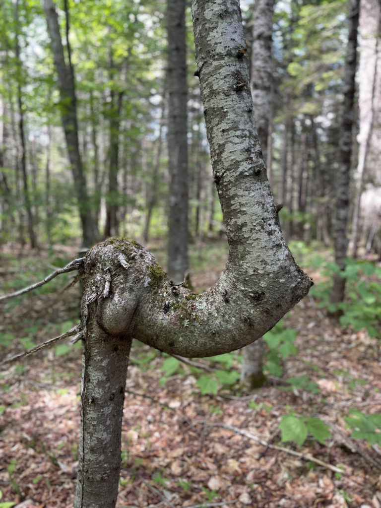An elephant tree, seen while hiking Mt. Carrigain in the White Mountains, New Hampshire