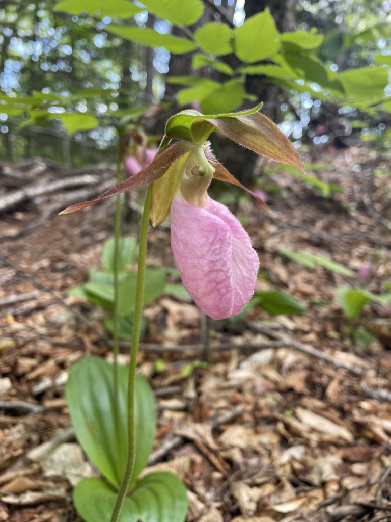 A lady slipper flower in the woods, seen while hiking Mt. Carrigain in the White Mountains, New Hampshire