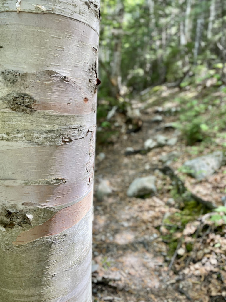 Pink and silver birch, seen while hiking North Brother in Baxter State Park, Maine