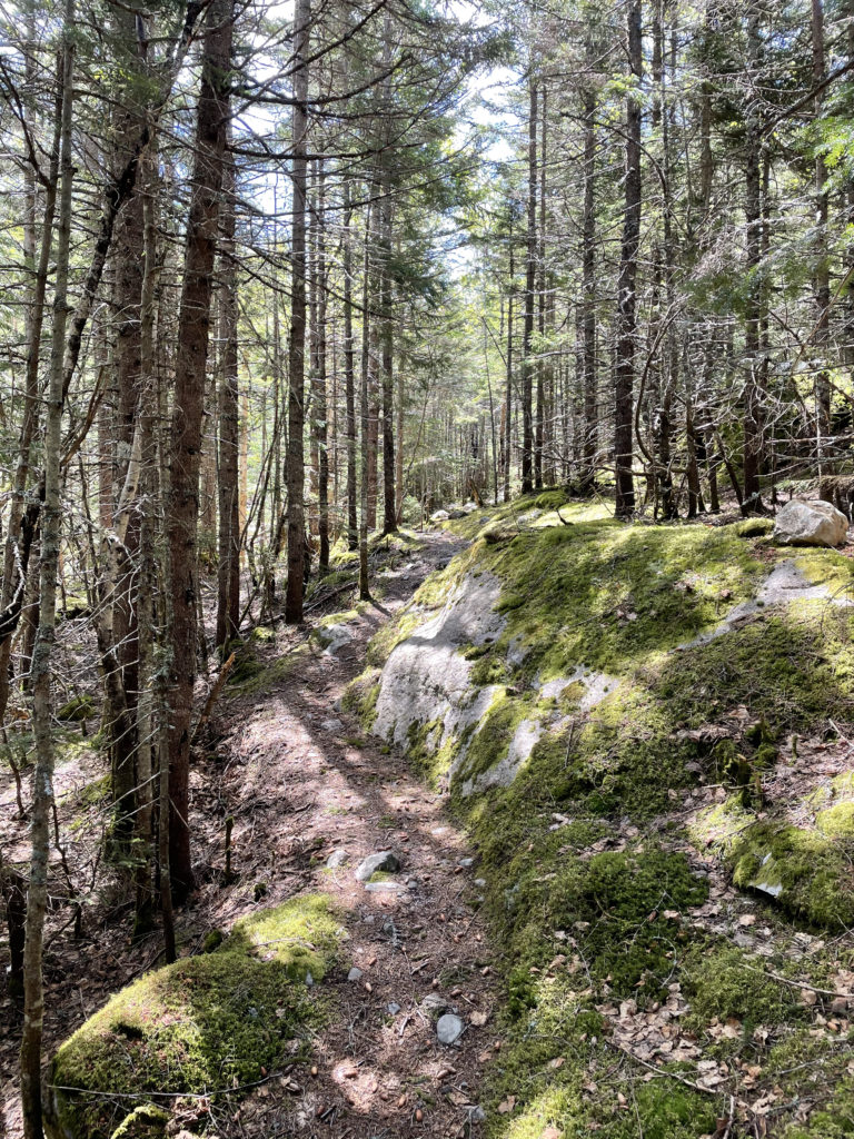 A shady trail, seen while hiking North Brother in Baxter State Park, Maine