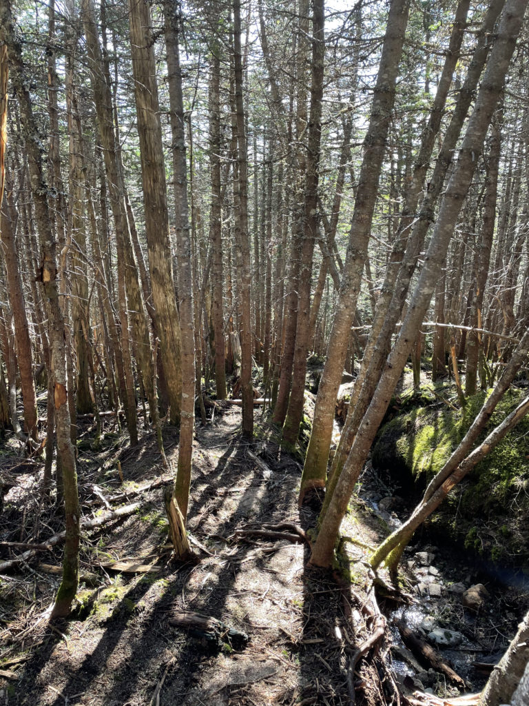Trees and their shadows, seen while hiking North Brother in Baxter State Park, Maine