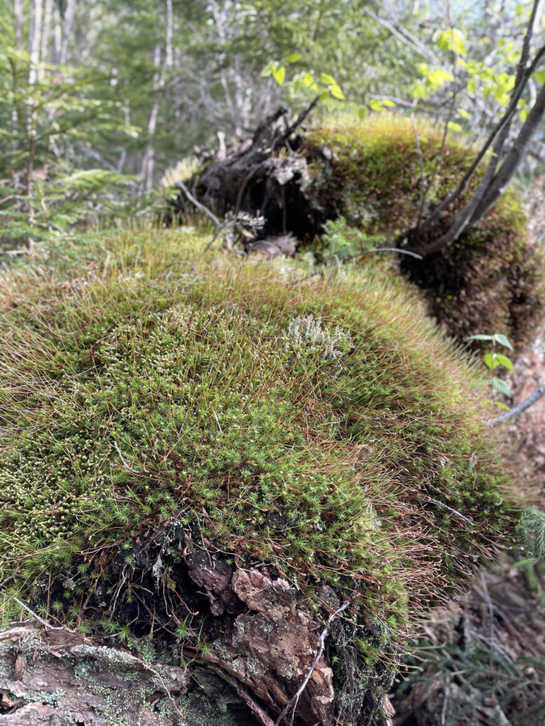Fuzzy forest moss, seen while hiking North Brother in Baxter State Park, Maine