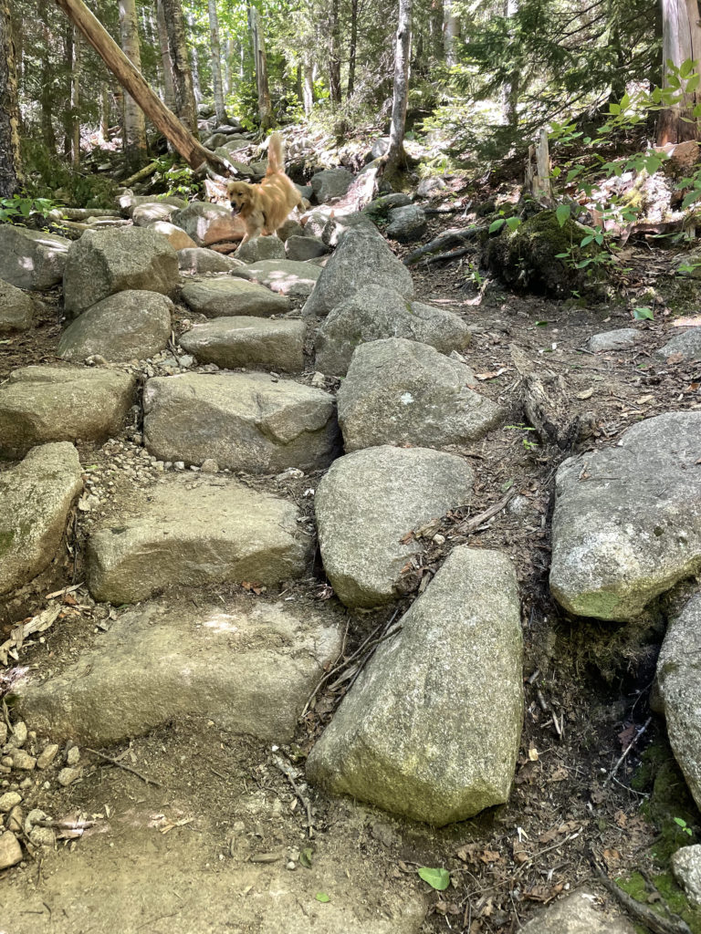 Stone steps and a dog, seen while hiking North and South Kinsman in the White Mountains, New Hampshire