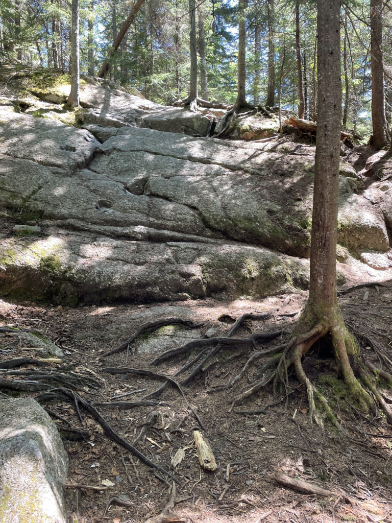 Ledges in the woods, seen while hiking North and South Kinsman in the White Mountains, New Hampshire