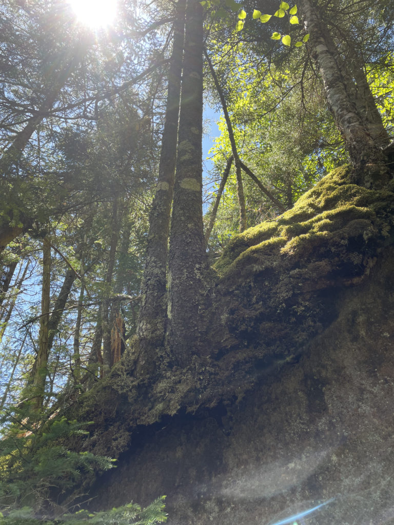 Sun in the woods, seen while hiking North and South Kinsman in the White Mountains, New Hampshire