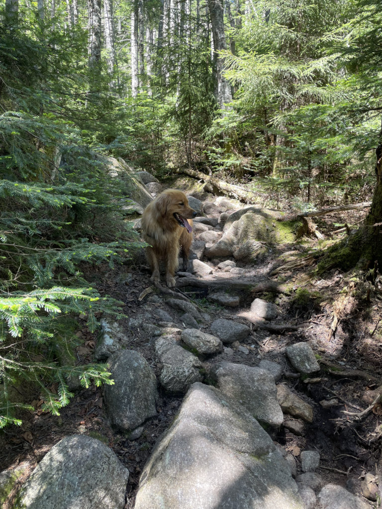 Luna the golden retriever on the trail, seen while hiking North and South Kinsman in the White Mountains, New Hampshire