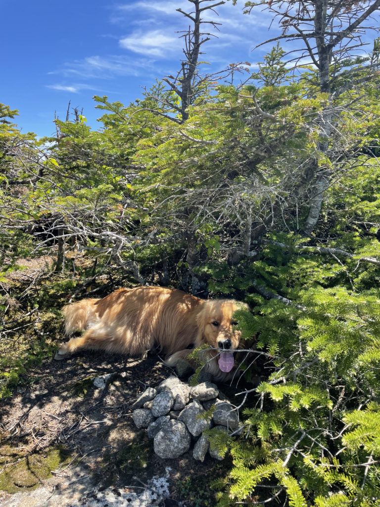 Luna resting in the shade at the South Kinsman summit, seen while hiking North and South Kinsman in the White Mountains, New Hampshire