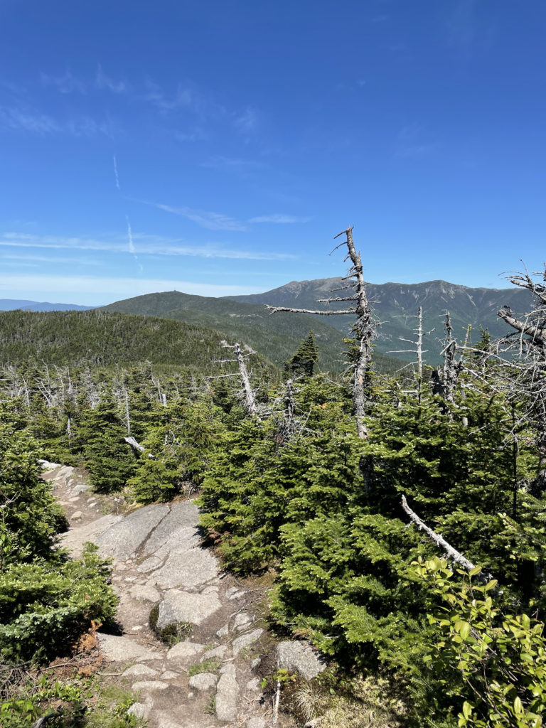 View from the South Kinsman summit, Luna resting in the shade at the South Kinsman summit, seen while hiking North and South Kinsman in the White Mountains, New Hampshire