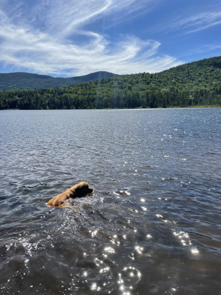 Luna swimming in Kinsman Pond, seen while hiking North and South Kinsman in the White Mountains, New Hampshire