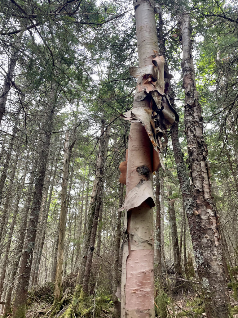 Peeling birch, seen while hiking Mt. Tecumseh in the White Mountains, NH