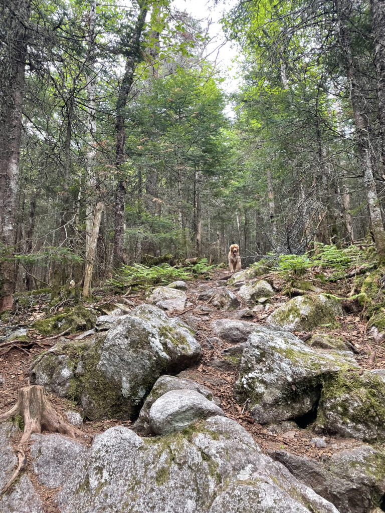 Luna on the trail, seen while hiking Mt. Tecumseh in the White Mountains, NH