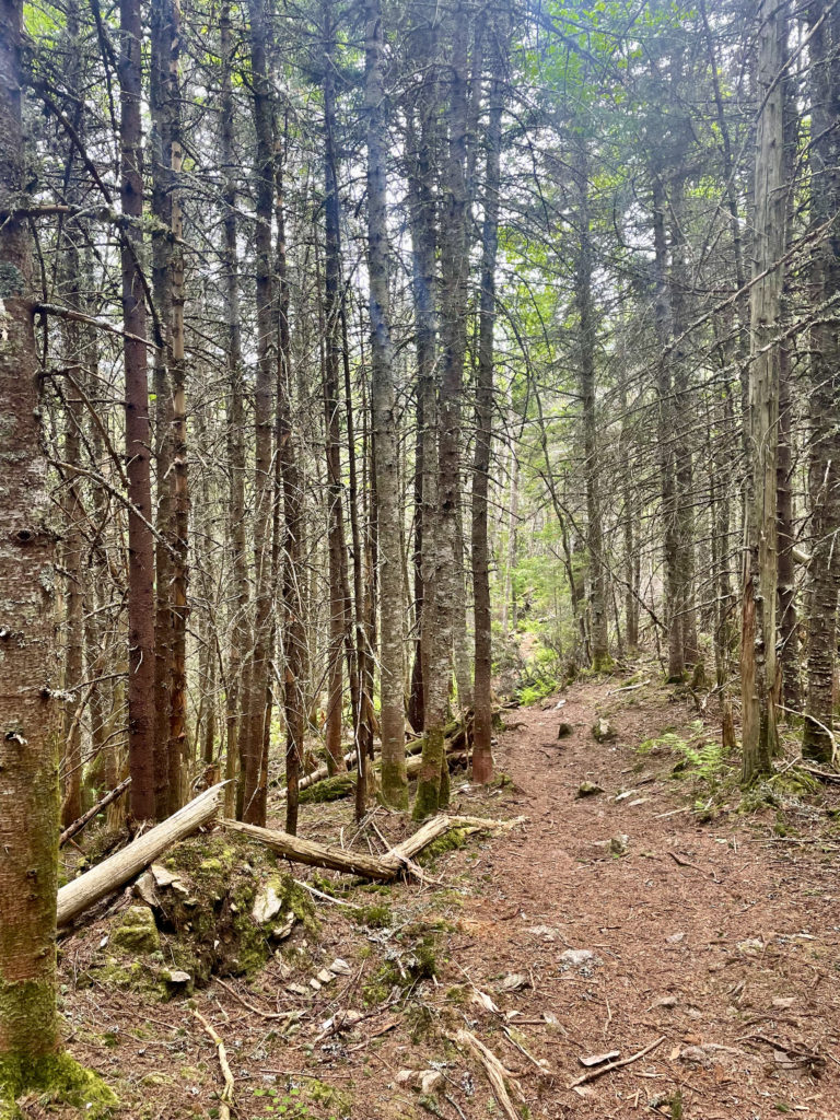 Tightly packed trees, seen while hiking Mt. Tecumseh in the White Mountains, NH