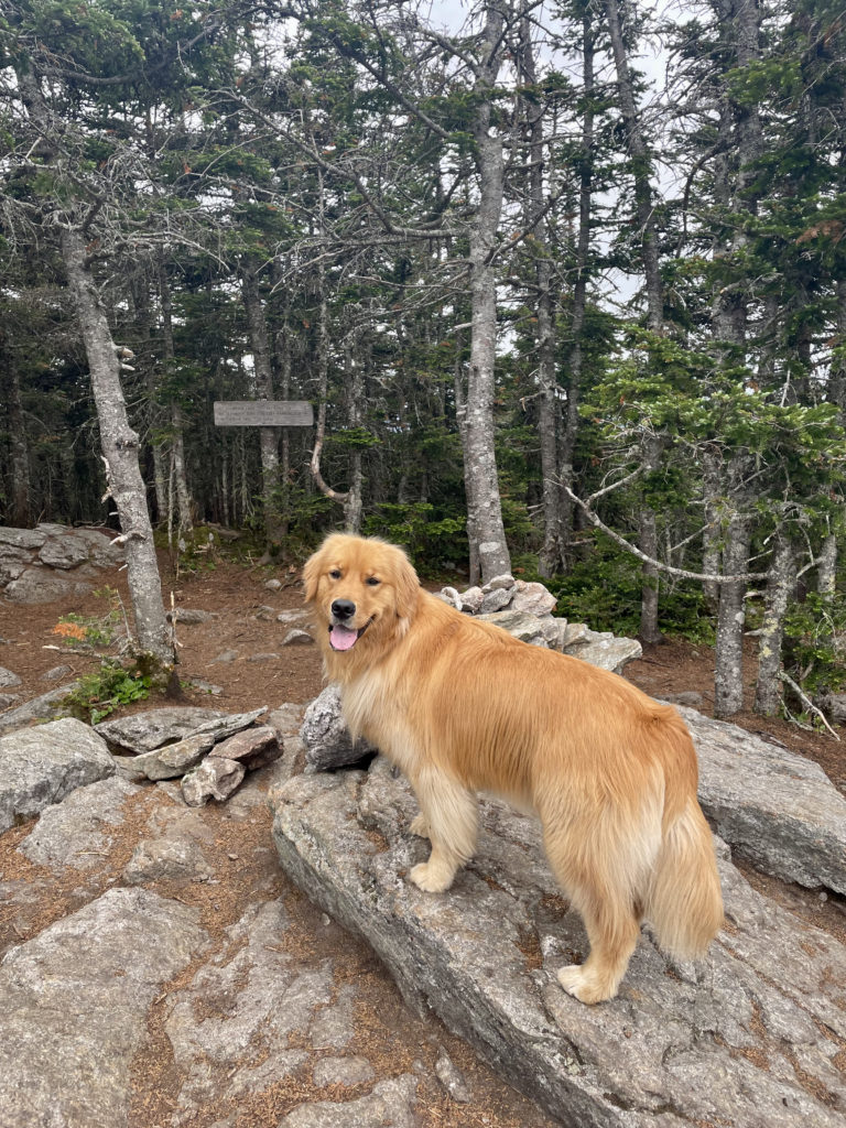 Luna at the summit, seen while hiking Mt. Tecumseh in the White Mountains, NH
