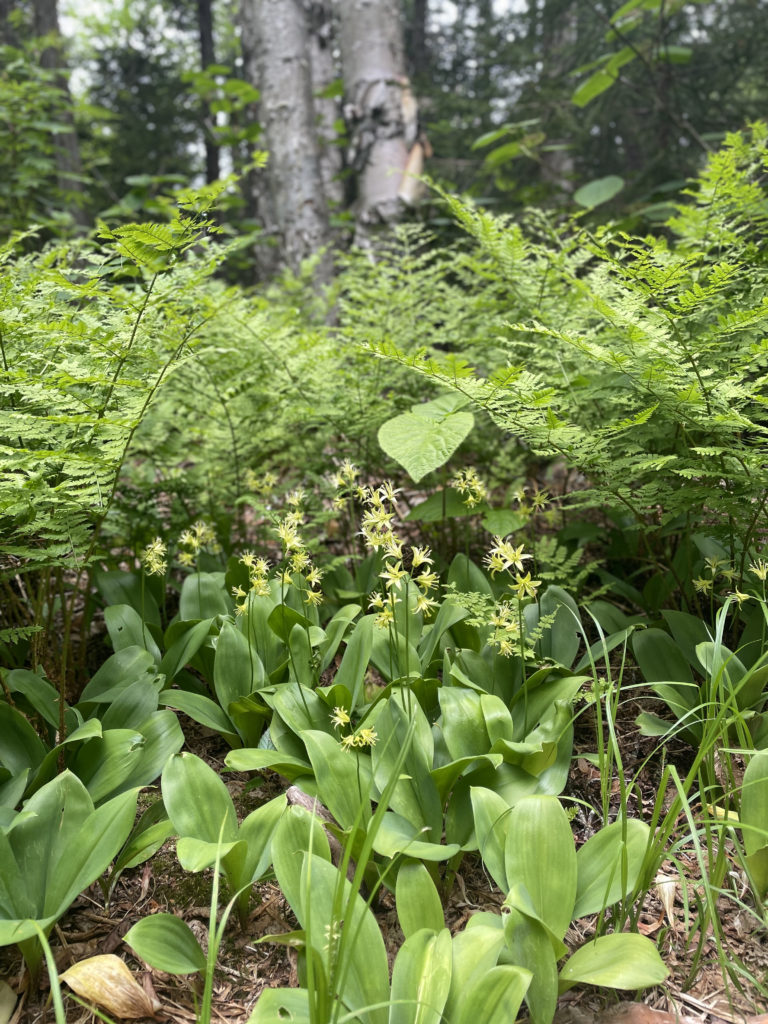 Ferns on the trail, seen while hiking Mt. Tecumseh in the White Mountains, NH